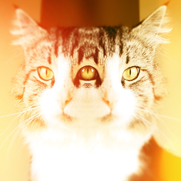 Meet your Posher, Cairine - Picture 4 of 5